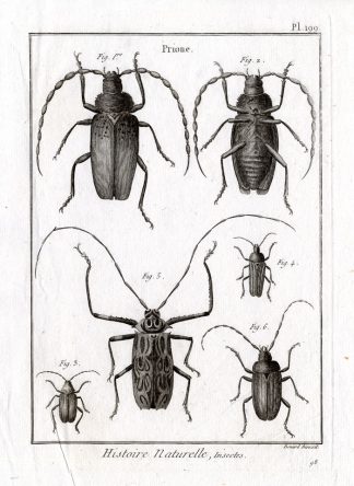 Antique Print-LONG HORNED BEETLES-Panckoucke-1798