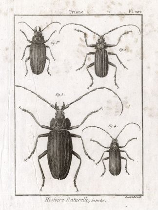 Antique Print-LONG HORNED BEETLES-PRIONINAE-Pl. 202-Panckoucke-1798