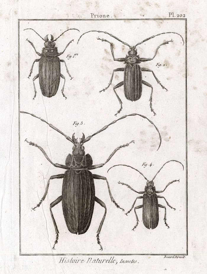 , Antique Print-LONG HORNED BEETLES-PRIONINAE-Pl. 202-Panckoucke-1798, Pictura Antique Prints