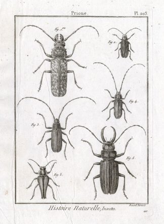 Antique Print-LONG HORNED BEETLES-Pl. 203-Panckoucke-1798