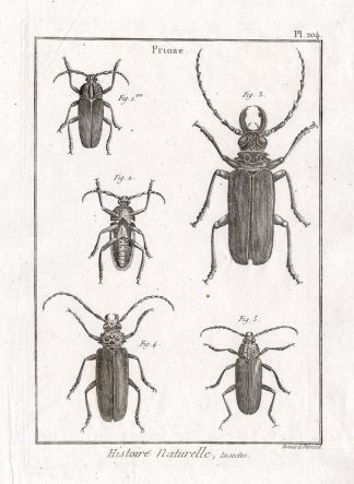 Antique Print-LONG HORNED BEETLES-Pl. 204-Panckoucke-1798