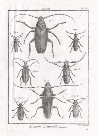 Antique Print-LONG HORNED BEETLES-Pl. 205-Panckoucke-1798