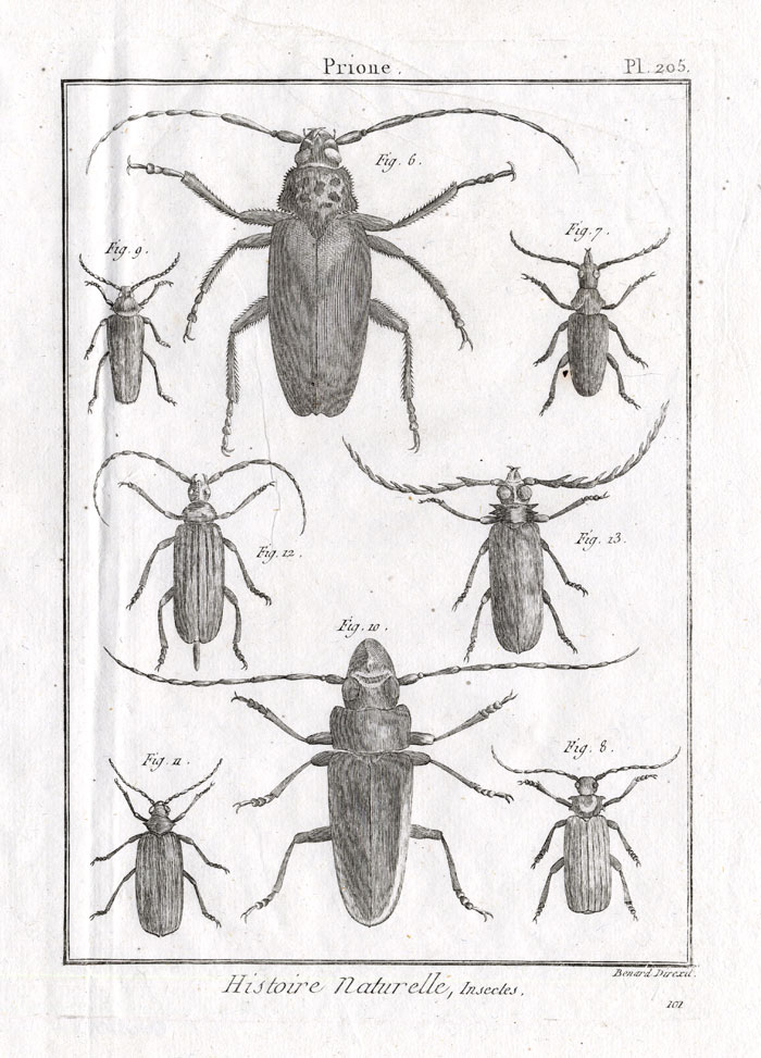 , Antique Print-LONG HORNED BEETLES-Pl. 205-Panckoucke-1798, Pictura Antique Prints