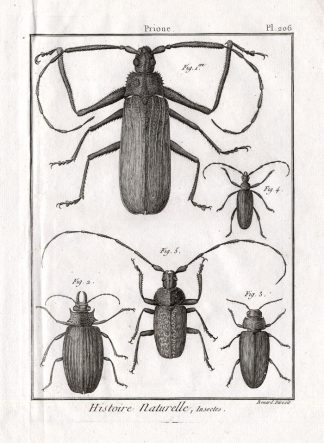 Antique Print-LONG HORNED BEETLES-Panckoucke-1799