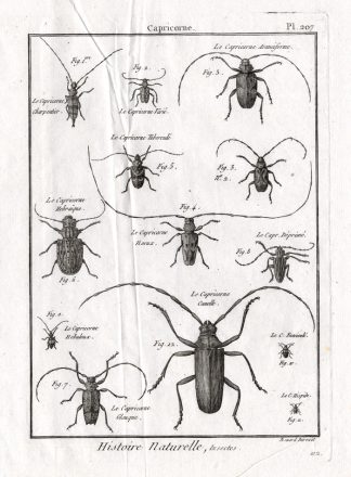 Antique Print-LONG HORNED BEETLES-Pl. 207-Panckoucke-1797