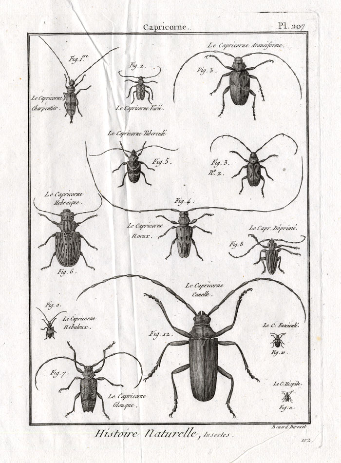, Antique Print-LONG HORNED BEETLES-Pl. 207-Panckoucke-1797, Pictura Antique Prints