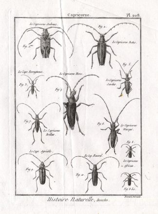 Antique Print-LONG HORNED BEETLES-Panckoucke-1797
