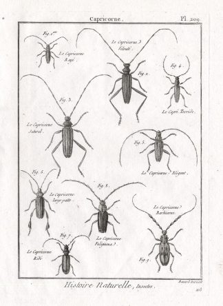Antique Print-LONG HORNED BEETLES-Pl. 209-Panckoucke-1797