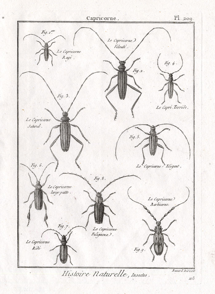 , Antique Print-LONG HORNED BEETLES-Pl. 209-Panckoucke-1797, Pictura Antique Prints