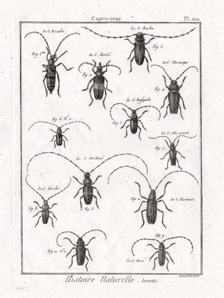 Antique Print-LONG HORNED BEETLES-LONGICORN-Pl. 210-Panckoucke-1797