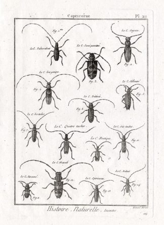 Antique Print-LONG HORNED BEETLES-Pl. 211-Panckoucke-1797