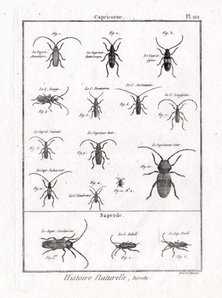 Antique Print-LONG HORNED BEETLES-Pl. 212-Panckoucke-1797