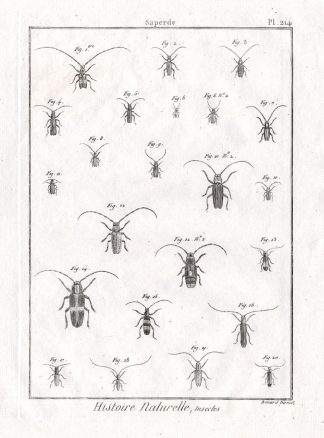 Antique Print-FLATFACED LONGHORN BEETLE-Panckoucke-1798