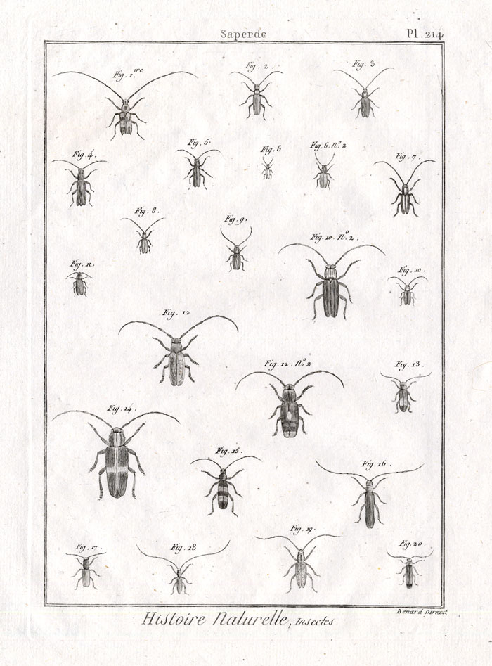 , Antique Print-FLATFACED LONGHORN BEETLE-Panckoucke-1798, Pictura Antique Prints