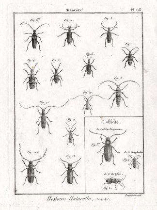Antique Print-STENCORE-CALLIDIE BEETLES-Panckoucke-1797