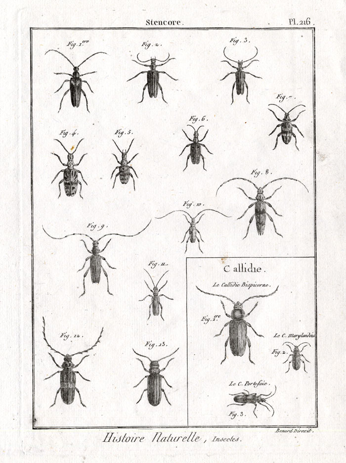 , Antique Print-STENCORE-CALLIDIE BEETLES-Panckoucke-1797, Pictura Antique Prints