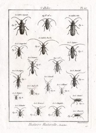 Antique Print-CALLIDIE-BEETLES-Panckoucke-1797