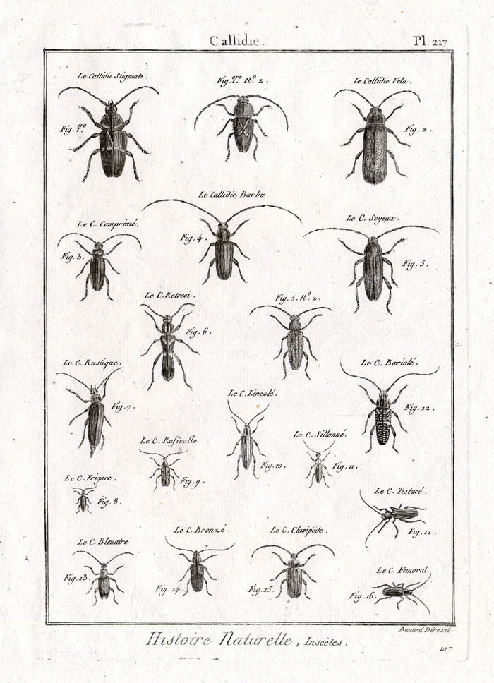 , Antique Print-CALLIDIE-BEETLES-Panckoucke-1797, Pictura Antique Prints