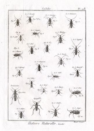 Antique Print-CALLIDIE-BEETLE-Panckoucke-1797