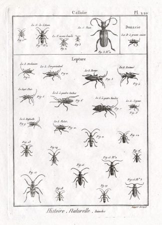 Antique Print-FLOWER LONGHORN-BEETLES-Panckoucke-1797