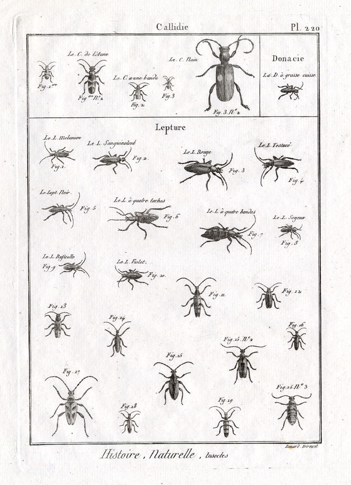 , Antique Print-FLOWER LONGHORN-BEETLES-Panckoucke-1797, Pictura Antique Prints