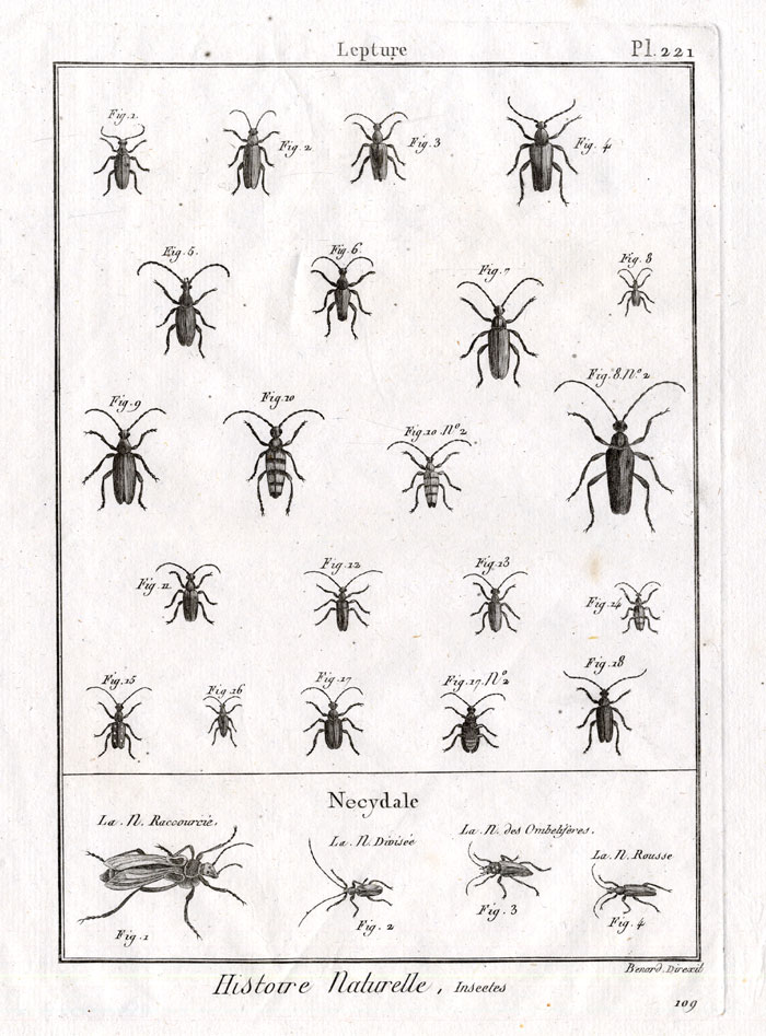 , Antique Print-FLOWER LONGHORN-BEETLES-Panckoucke-1798, Pictura Antique Prints