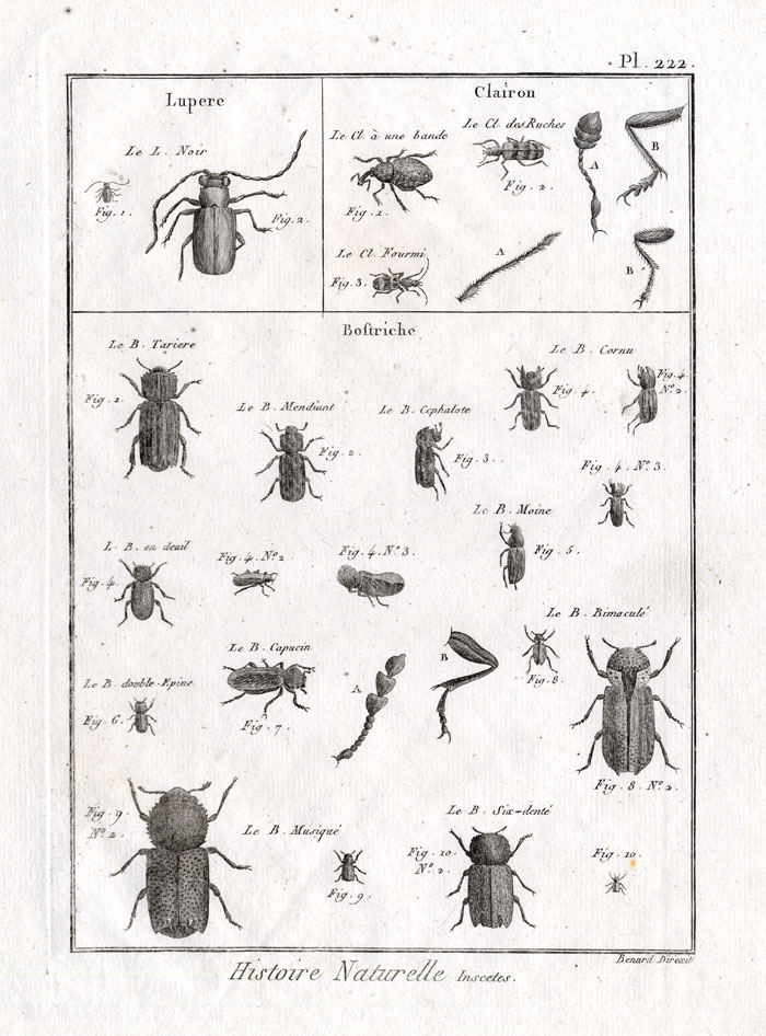 , Antique Print-AUGER-POWDERPOST-BEETLES-Panckoucke-1797, Pictura Antique Prints