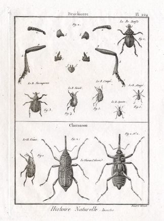 Antique Print-SNOUT-WEEVIL-BEETLES-Pl. 224-Panckoucke-1797
