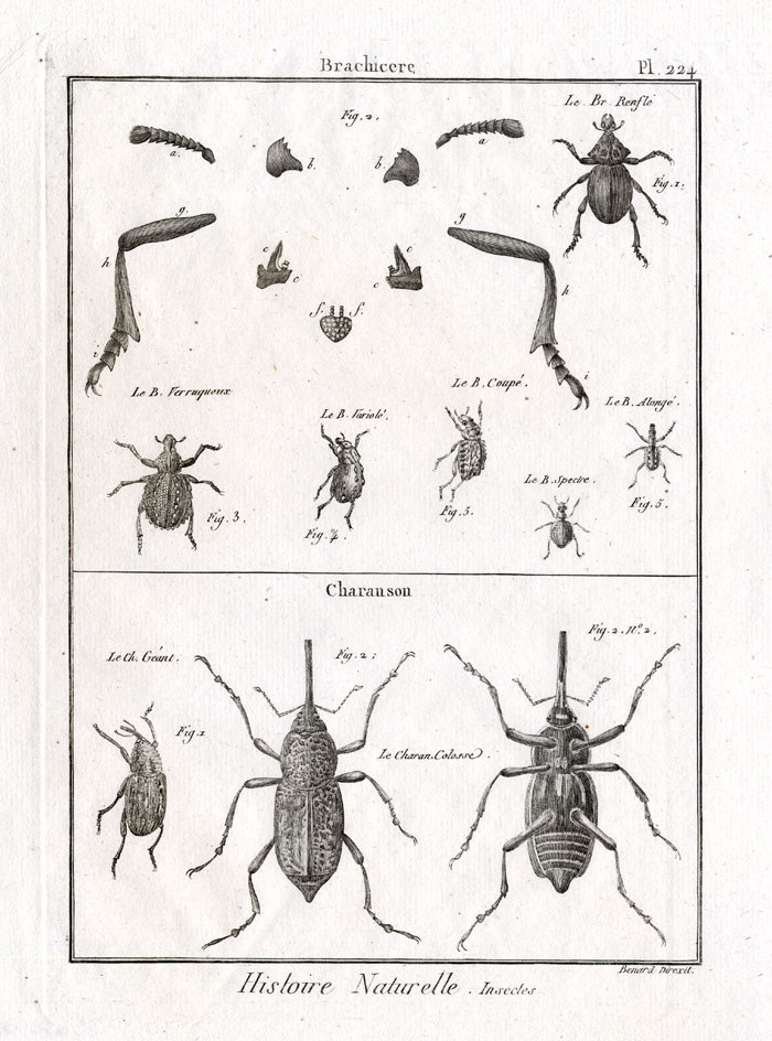 , Antique Print-SNOUT-WEEVIL-BEETLES-Pl. 224-Panckoucke-1797, Pictura Antique Prints