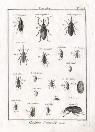 Antique Print-SNOUT-WEEVIL-BEETLES-Pl. 225-Panckoucke-1797