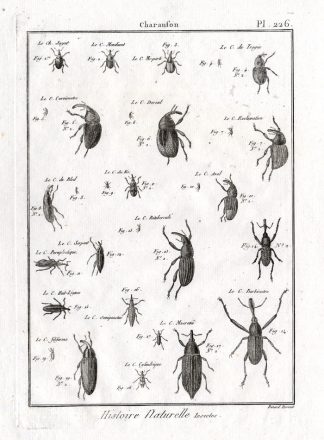 Antique Print-SNOUT-WEEVIL-BEETLES-Pl. 226-Panckoucke-1797