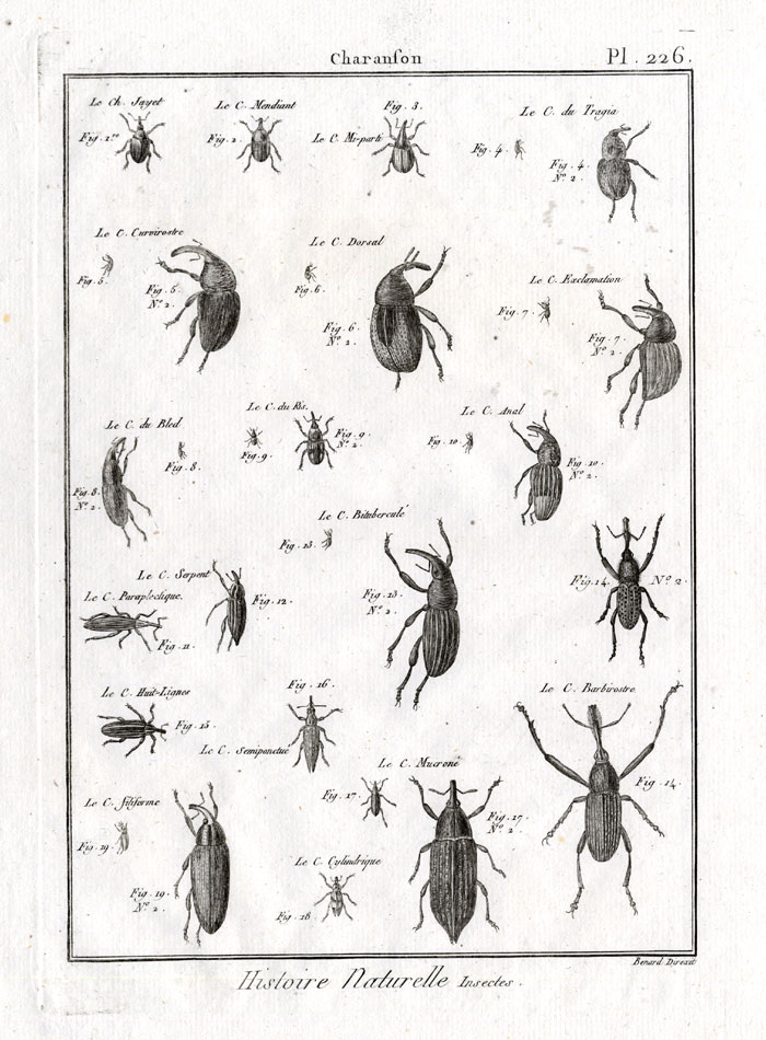 , Antique Print-SNOUT-WEEVIL-BEETLES-Pl. 226-Panckoucke-1797, Pictura Antique Prints