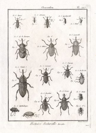 Antique Print-SNOUT-WEEVIL-BEETLES-Pl. 227-Panckoucke-1798