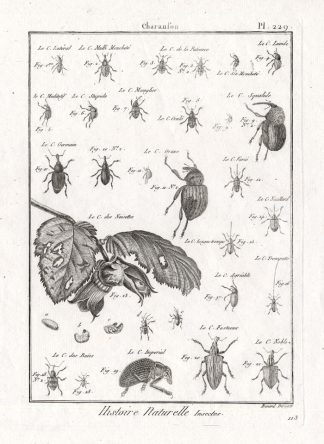 Antique Print-SNOUT-WEEVIL-BEETLES-Pl. 229-Panckoucke-1797