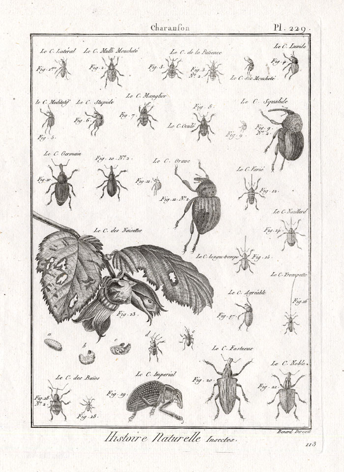 , Antique Print-SNOUT-WEEVIL-BEETLES-Pl. 229-Panckoucke-1797, Pictura Antique Prints