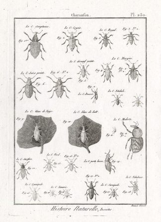 Antique Print-SNOUT-WEEVIL-BEETLES-CHARANSON-Pl. 230-Panckoucke-1797