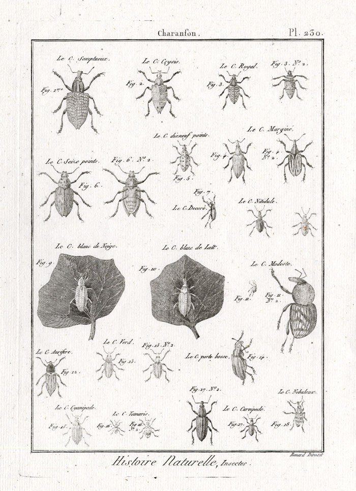, Antique Print-SNOUT-WEEVIL-BEETLES-CHARANSON-Pl. 230-Panckoucke-1797, Pictura Antique Prints