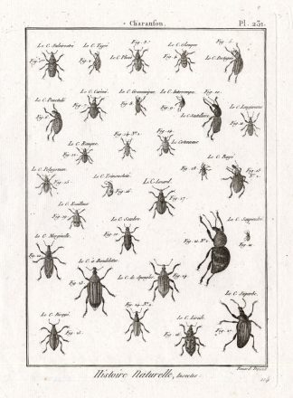 Antique Print-SNOUT-WEEVIL-BEETLES-Pl. 231-Panckoucke-1797