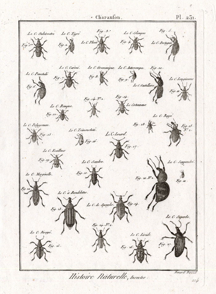 , Antique Print-SNOUT-WEEVIL-BEETLES-Pl. 231-Panckoucke-1797, Pictura Antique Prints