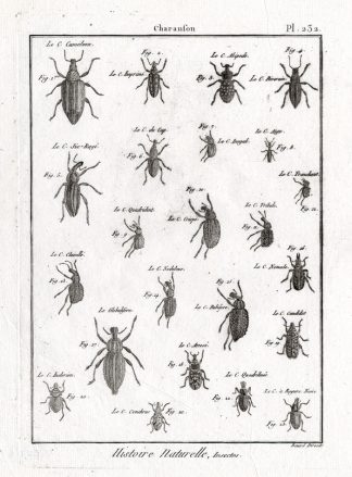 Antique Print-SNOUT-WEEVIL-BEETLES-Pl. 232-Panckoucke-1797