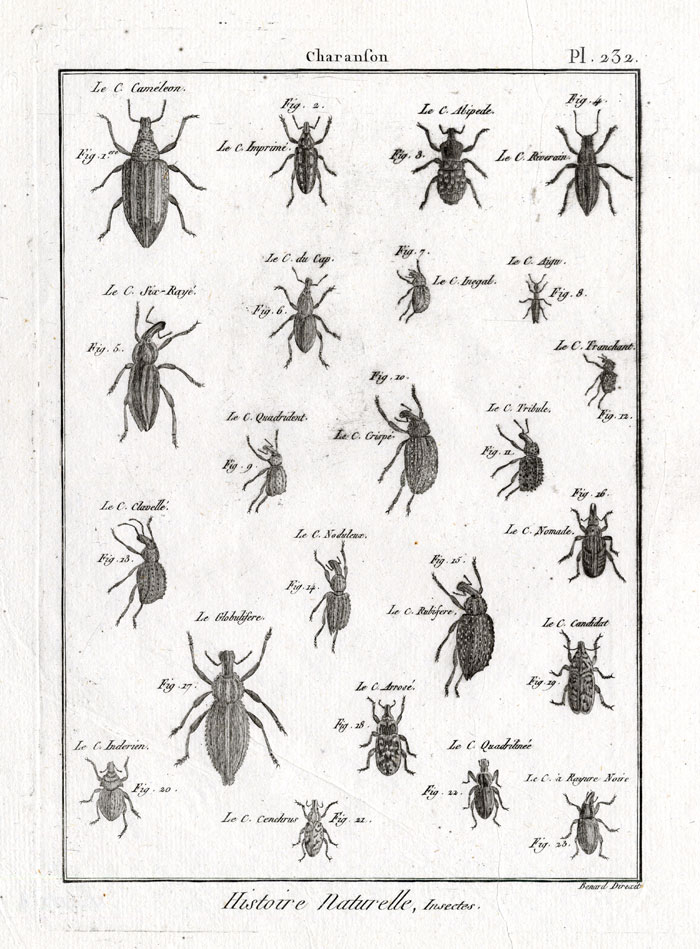, Antique Print-SNOUT-WEEVIL-BEETLES-Pl. 232-Panckoucke-1797, Pictura Antique Prints