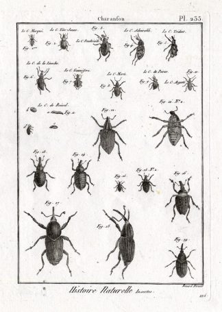 Antique Print-SNOUT-WEEVIL-BEETLES-Pl. 233-Panckoucke-1797