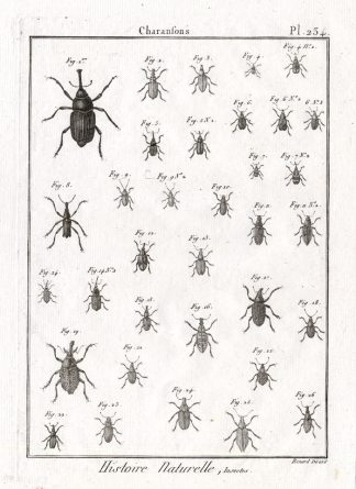 Antique Print-SNOUT-WEEVIL-BEETLES-Pl. 234-Panckoucke-1797