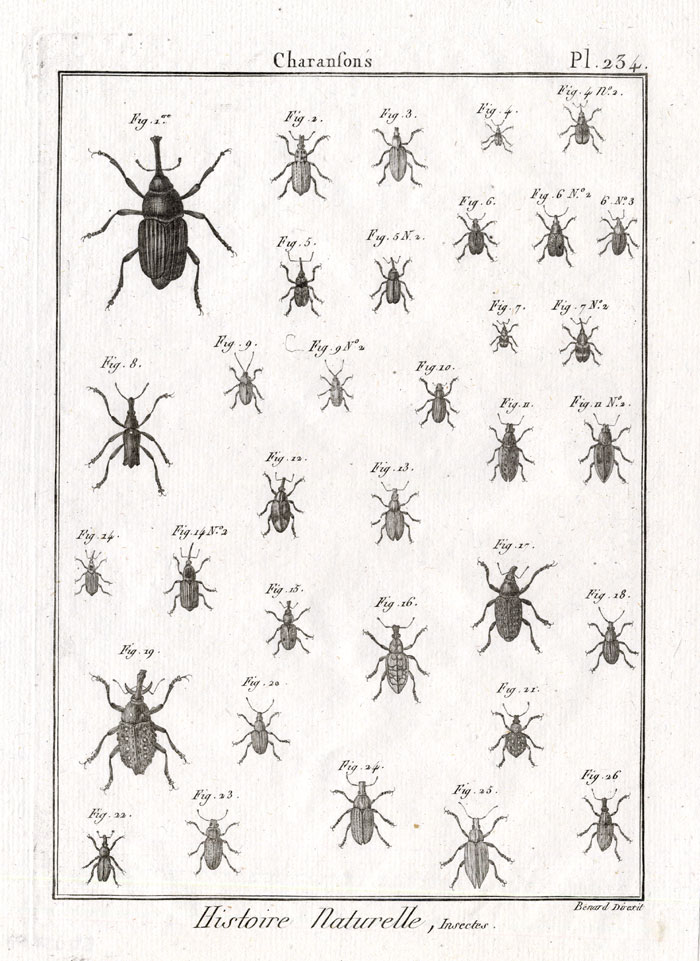 Bb05050 416x571 Antique Print-SNOUT-WEEVIL-BEETLES-Pl. 234-Panckoucke-1797