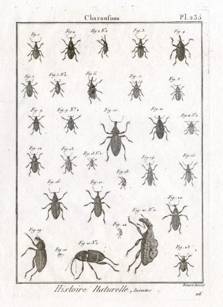 Antique Print-SNOUT-WEEVIL-BEETLES-Panckoucke-1797