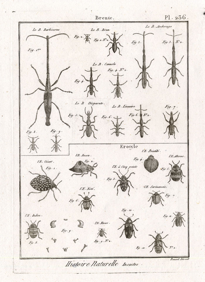 , Antique Print-PLEASING FUNGUS-BEETLES-Panckoucke-1797, Pictura Antique Prints
