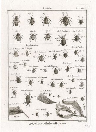 Antique Print-FUNGUS-LEAF-BEETLES-Panckoucke-1797