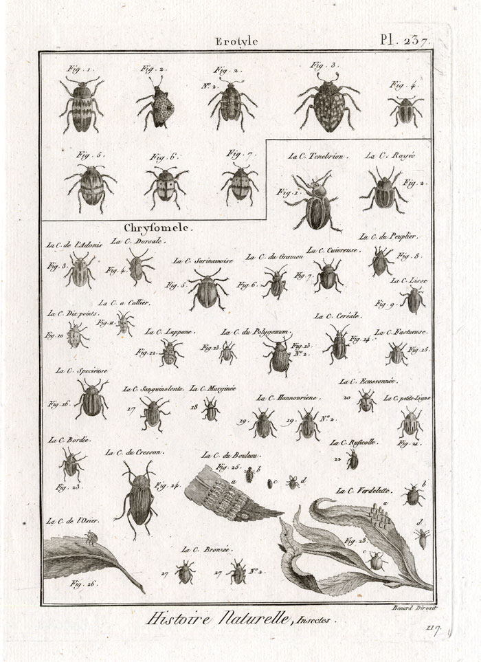 , Antique Print-FUNGUS-LEAF-BEETLES-Panckoucke-1797, Pictura Antique Prints