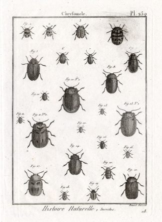 Antique Print-LEAF BEETLES-Panckoucke-1797
