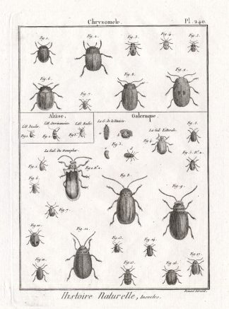 Antique Print-LEAF-FLEA-BEETLES-Panckoucke-1797